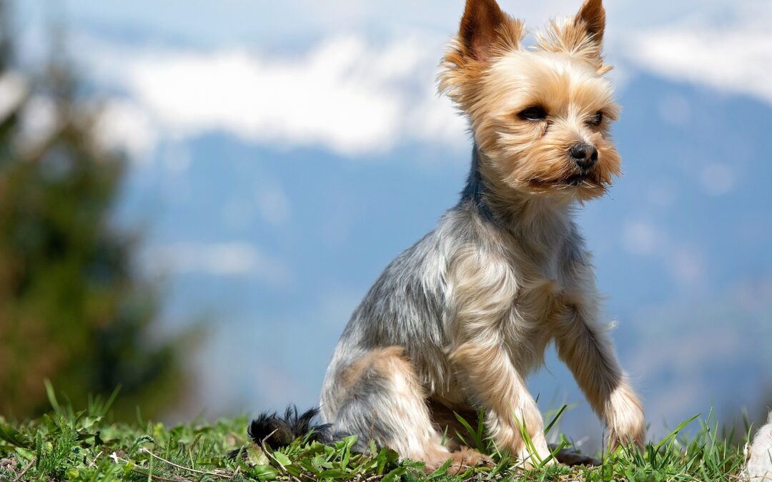 Yorkie Vibes: 5 Reasons to Adopt a Yorkie