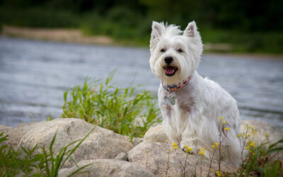 Westie Wisdom: Starting Strong with Puppy Training