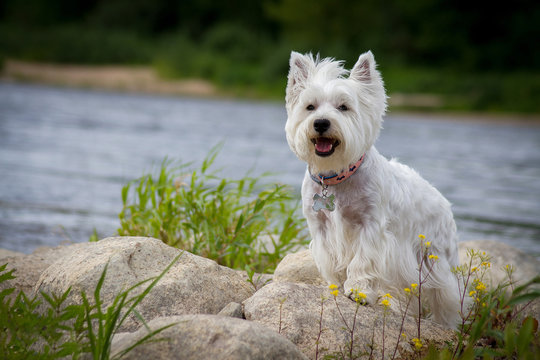 Westie Wisdom: Starting Strong with Puppy Training