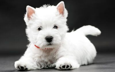 Training a Westie: Are you Barking up the Wrong Tree?