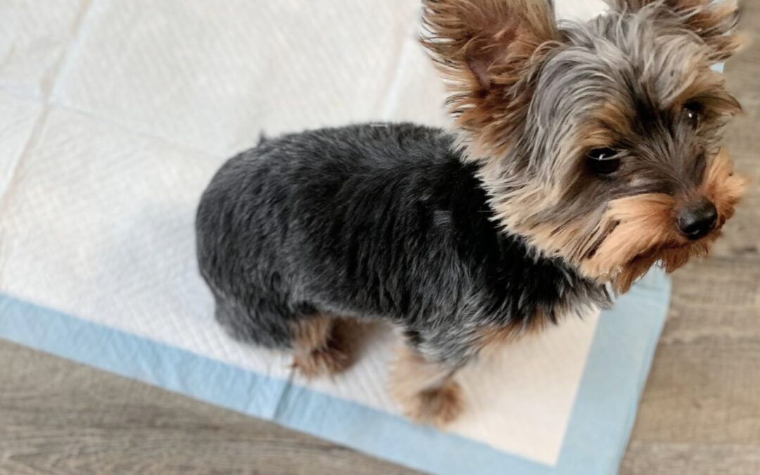 Yorkie Vibes: Consistency is Key to Training