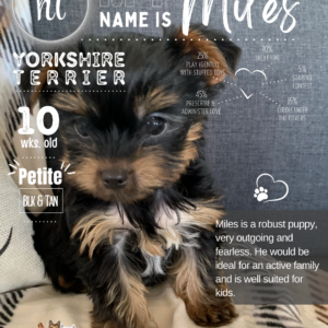 Yorkshire Terrier pup