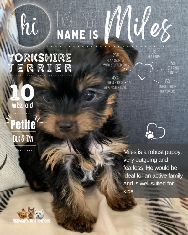 Yorkshire Terrier pup