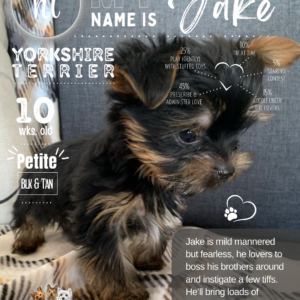 Yorkie puppy img