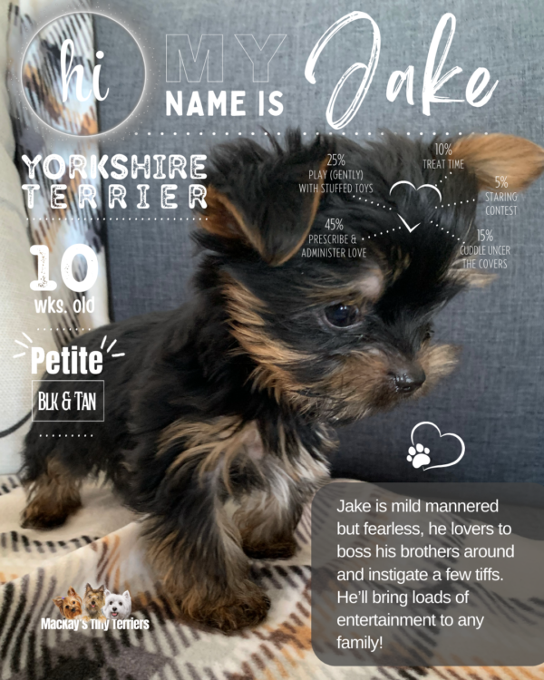 Yorkie puppy img