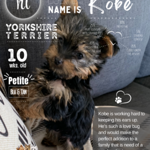 Yorkshire Terrier image