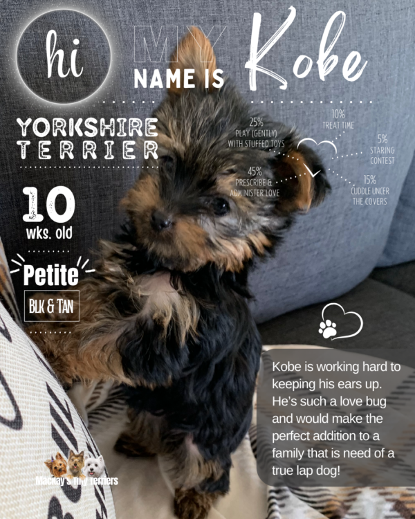 Yorkshire Terrier image