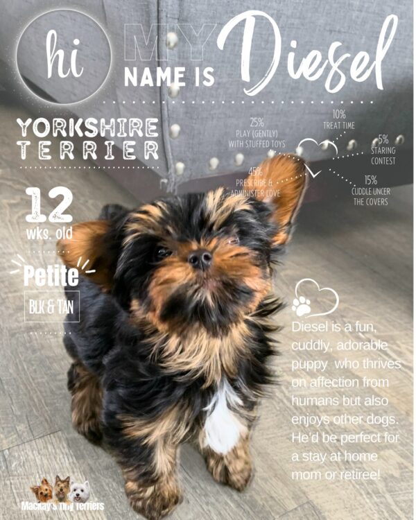 Yorkie puppy img