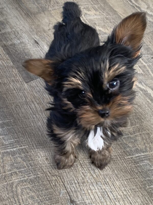 Yorkie puppy img