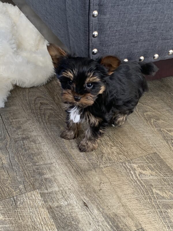 Yorkie puppy img