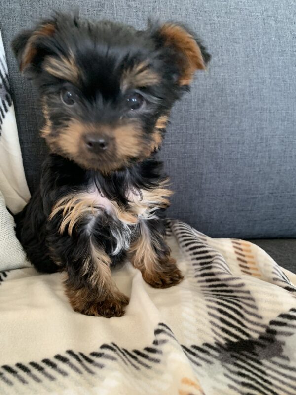 Yorkie puppy img