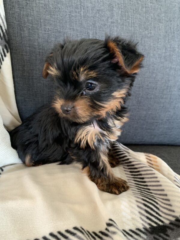 Yorkie puppy img