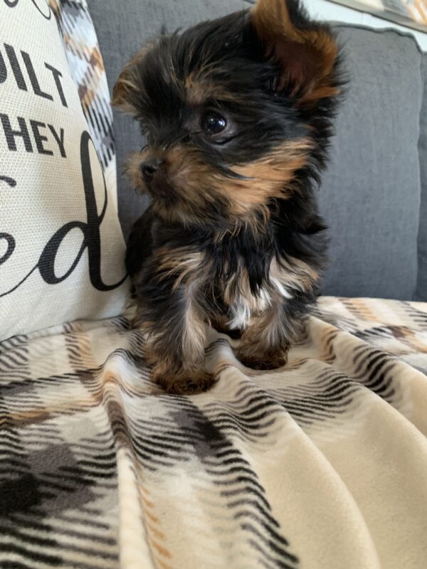 Yorkie puppy img