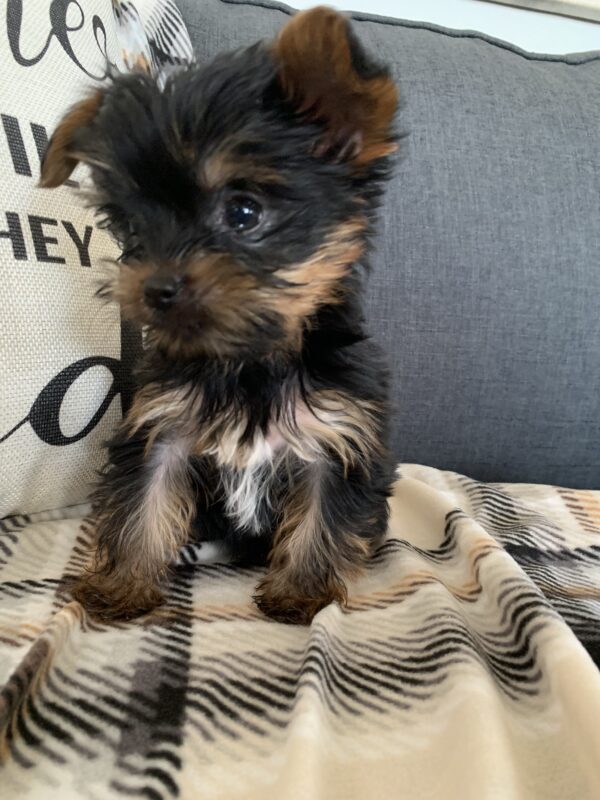 Yorkie puppy img