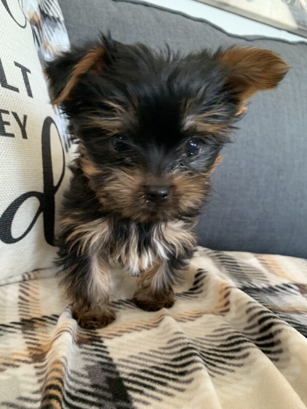 Yorkie puppy img