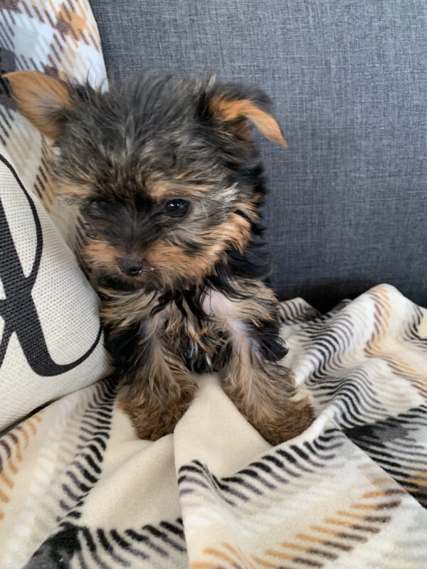 Yorkshire Terrier puppy img