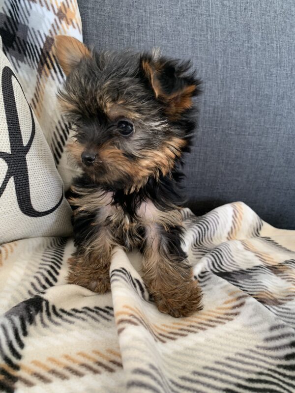 Yorkshire Terrier puppy img