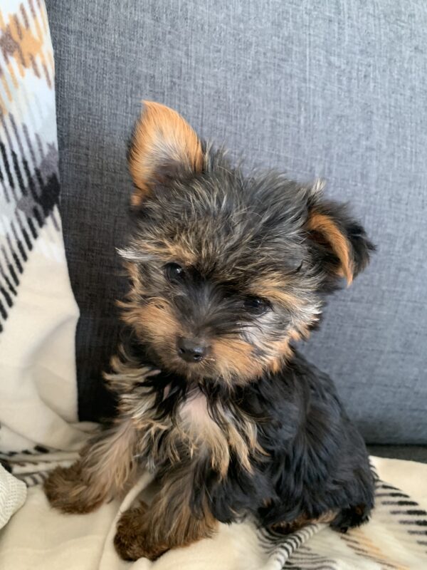 Yorkshire Terrier puppy img