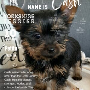 Yorkshire Terrier Cash