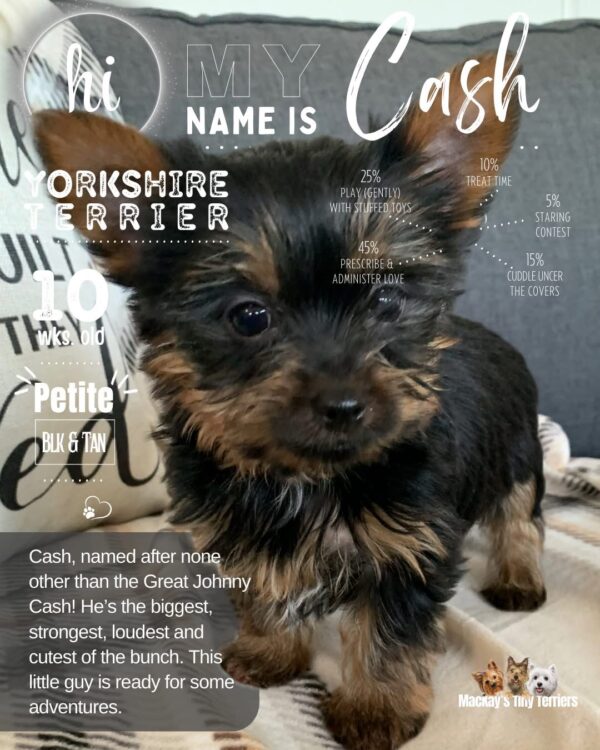 Yorkshire Terrier Cash